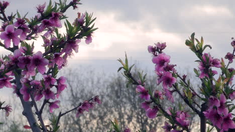 Rosa-Und-Weiße-Pfirsichblüten,-Im-Hintergrund-Bäume,-Die-Sich-Im-Wind-Bewegen-Und-Graue-Wolken,-Die-Die-Hügel-Bedecken