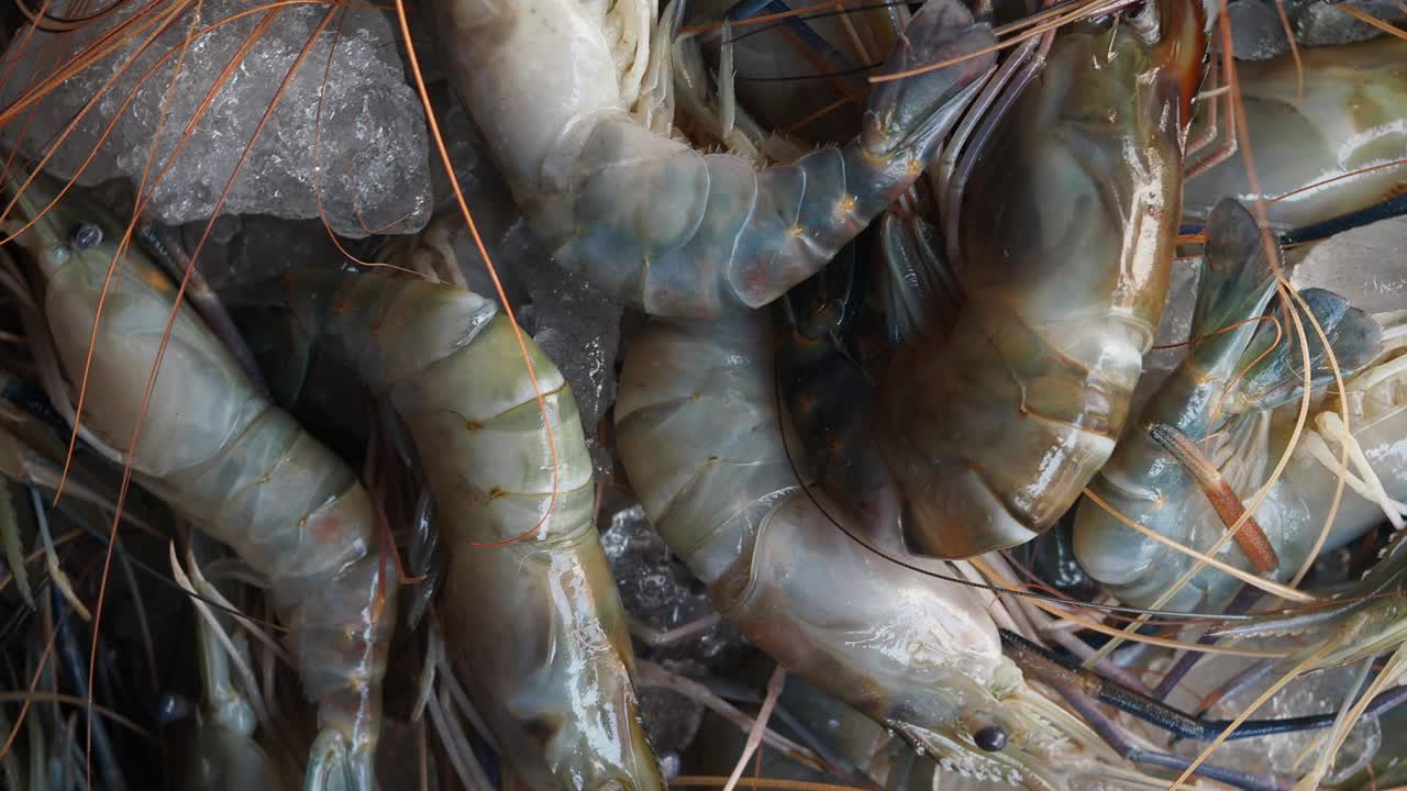 신선한 새우 얼음