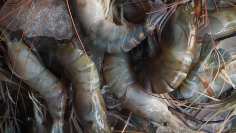 fresh shrimp on ice