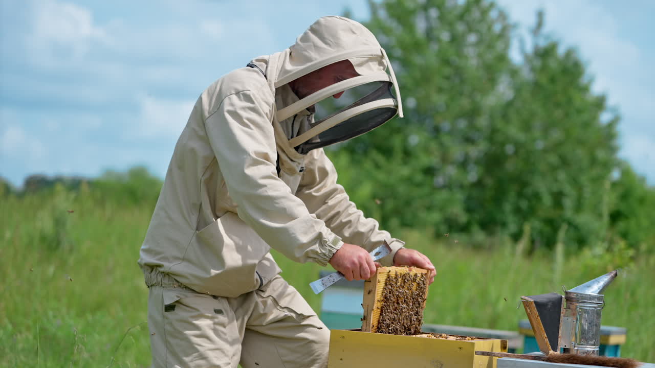 Bee farmer carefully places the full frame into the hive and shakes off the bees slowly. Man gets the empty wax frame and uses a brush to get rid of insects.