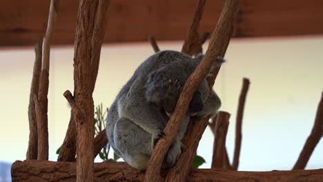 Adorable-sleepy-koala,-phascolarctos-cinereus-sleeping-like-a-baby,-resting-and-hugging-on-the-tree-fork-of-eucalyptus-tree,-close-up-shot-at-Australian-wildlife-sanctuary