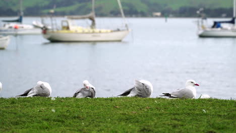 group of seagulls cleaning feathers in front of port with sailing boats in background