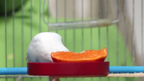 caged female budgie curiously eating a slice of fresh orange fruit