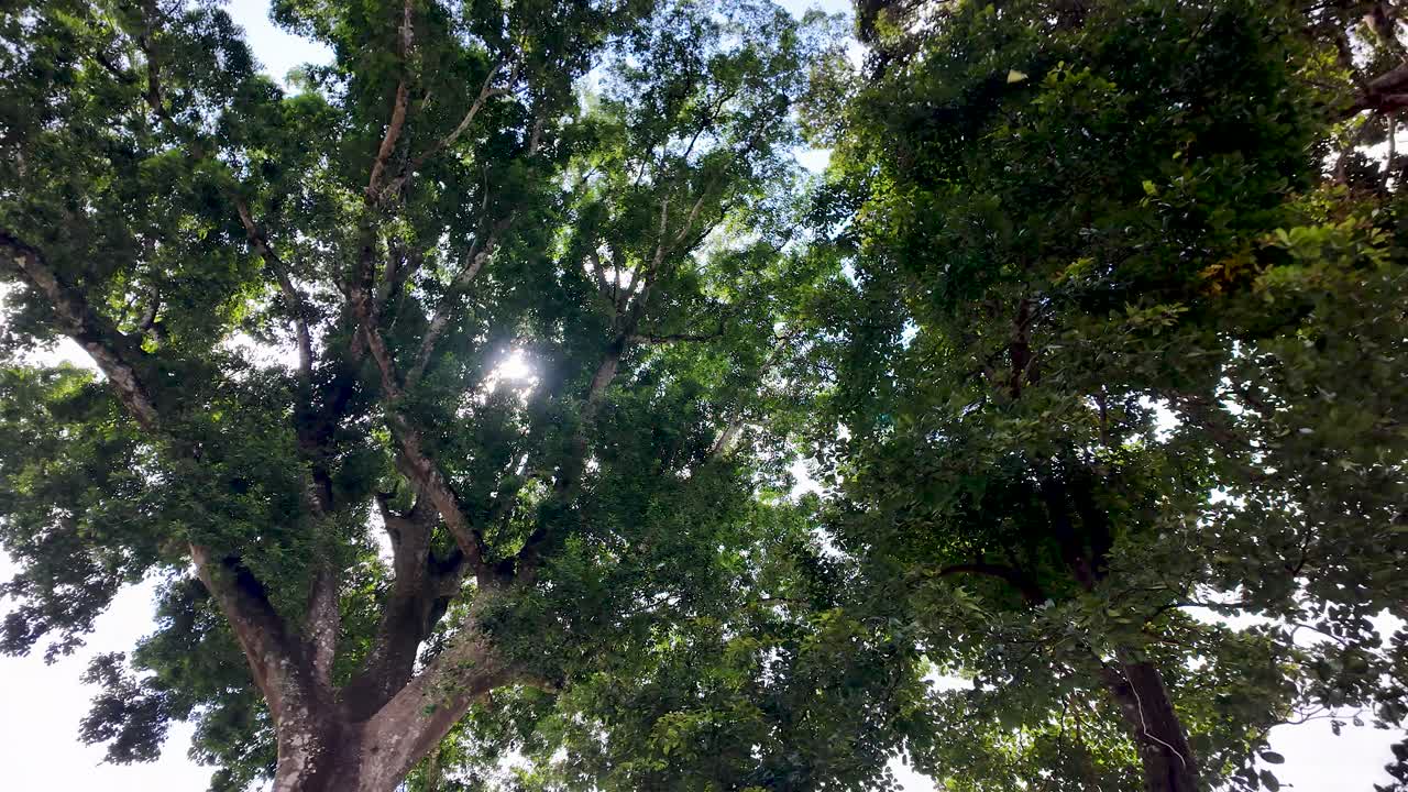 View from below of a majestic tree with a dense green canopy. Sunlight filters through the leaves, creating a serene and peaceful natural scene. Perfect for nature and tranquility themes.