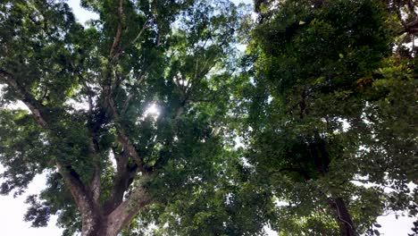 view from below of a majestic tree with a dense green canopy. sunlight filters through the leaves, creating a serene and peaceful natural scene. perfect for nature and tranquility themes.