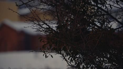 close up tree branches details and snowed houses at background