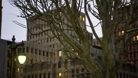 urban tree branches silhouette against dimly lit city buildings at twilight