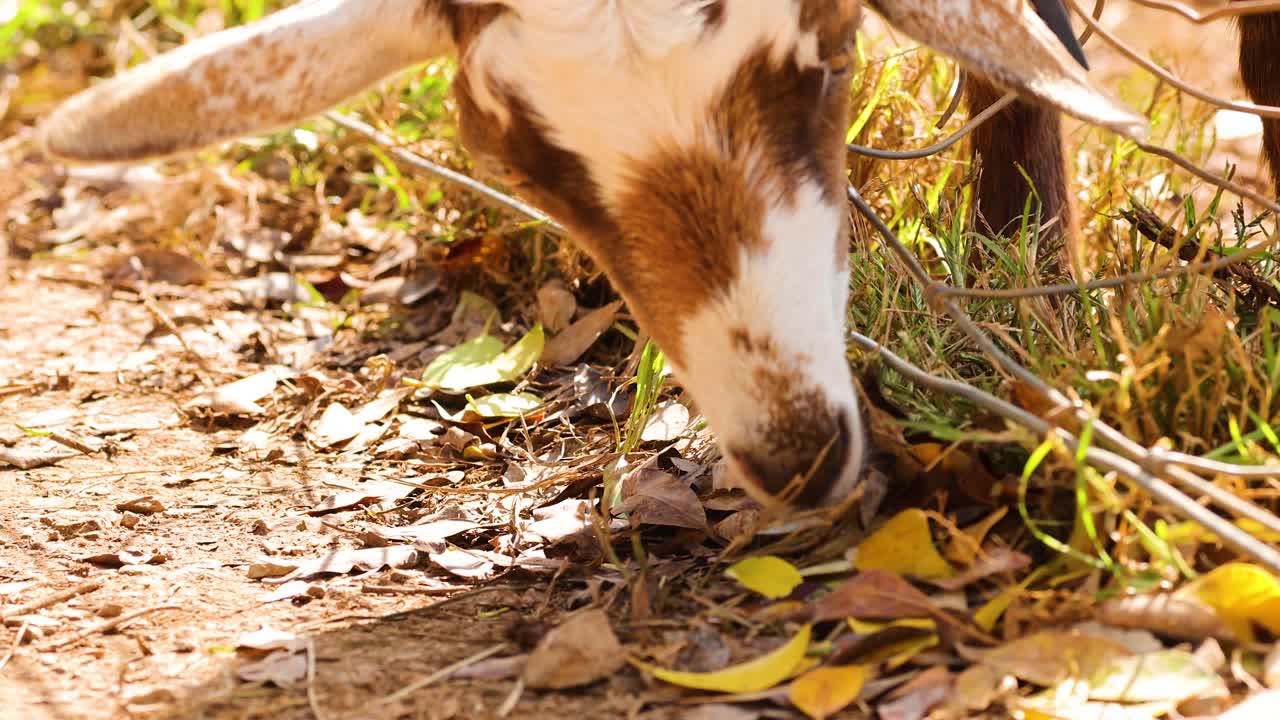A goat grazes on dry leaves and grass in a sunlit farm environment, captured in warm, natural lighting