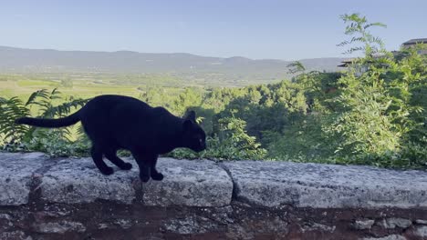 el gato negro corre sobre una pared frente a un amplio paisaje con la naturaleza y luego salta al suelo tomado en la cálida francia soleada