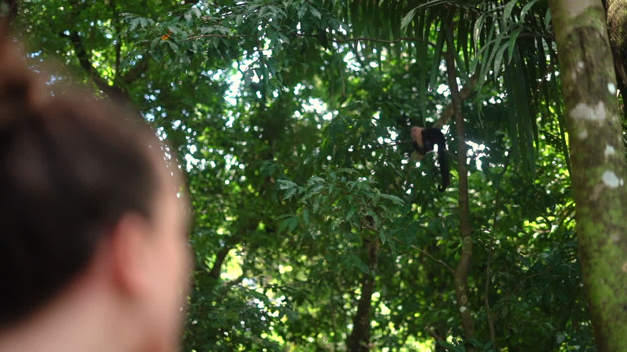 A wild Capuchin monkey in the jungle with a young woman watching it in the foreground