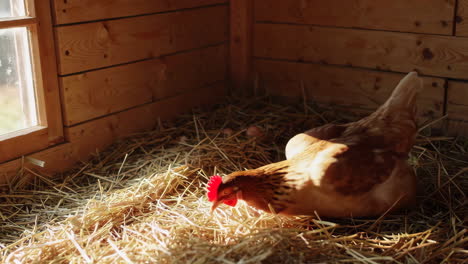 chicken in a wooden coop