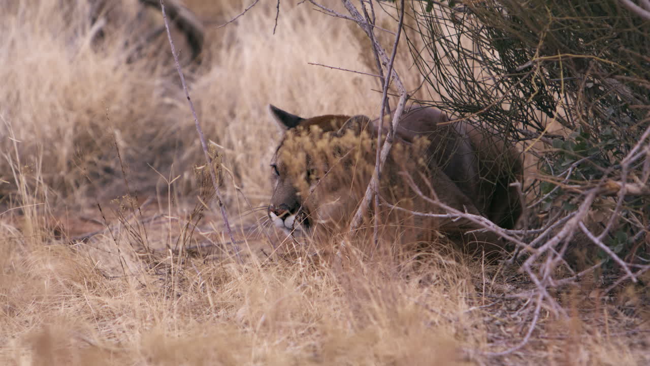 león de montaña relajándose en un área sombreada en un día caluroso - toma amplia
