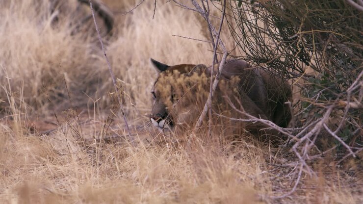 Puma che si rilassa in una zona ombreggiata in una giornata calda - inquadratura ampia