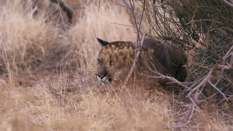 mountain lion relaxing in shaded area on hot day - wide shot