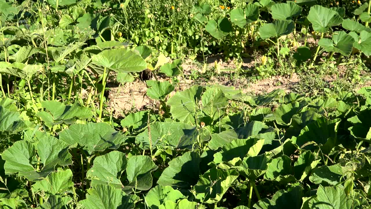 Huge pumpkin fruit and greenhouse in rural farm garden. Panorama shot. 4K
