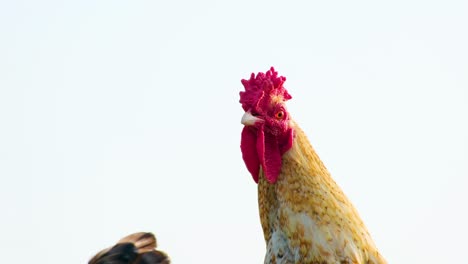 cockerel head moving in different directions, with a white sky behind