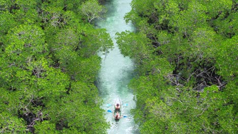 dos personas en kayak en un río entre un bosque de manglares en belitung indonesia, aérea de arriba hacia abajo