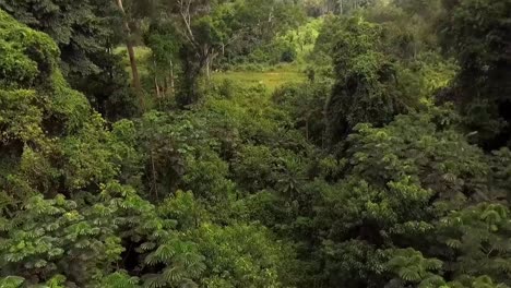 aerial drone view flying backwards through trees, in african rainforest, on a cloudy day, in nanga eboko forest, haute-sanaga, southern cameroon