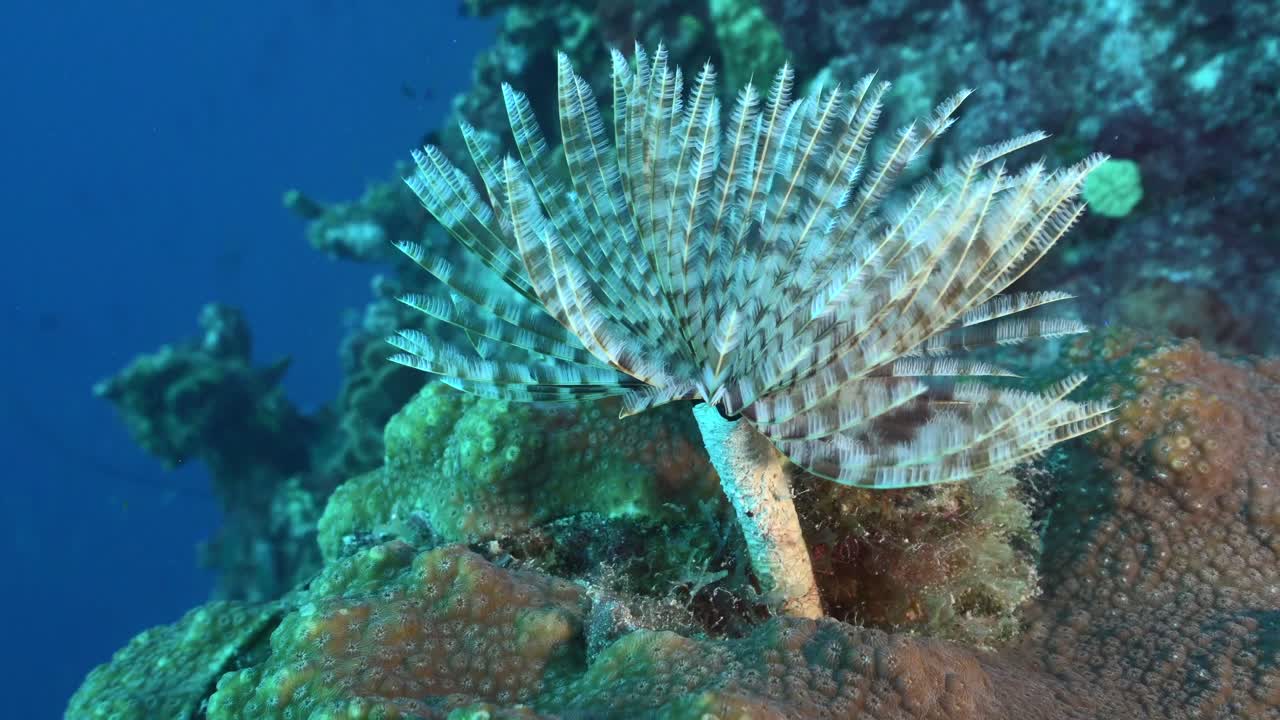 A close-up shot of a feather duster worm retracting swiftly, revealing its delicate structure against a backdrop of blue Caribbean water and a vibrant coral reef.