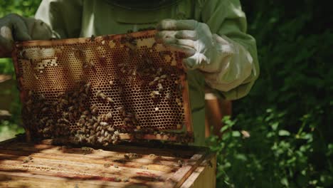 Apicultor-Inspeccionando-La-Miel-En-El-Patio-De-Abejas-Del-Apiario