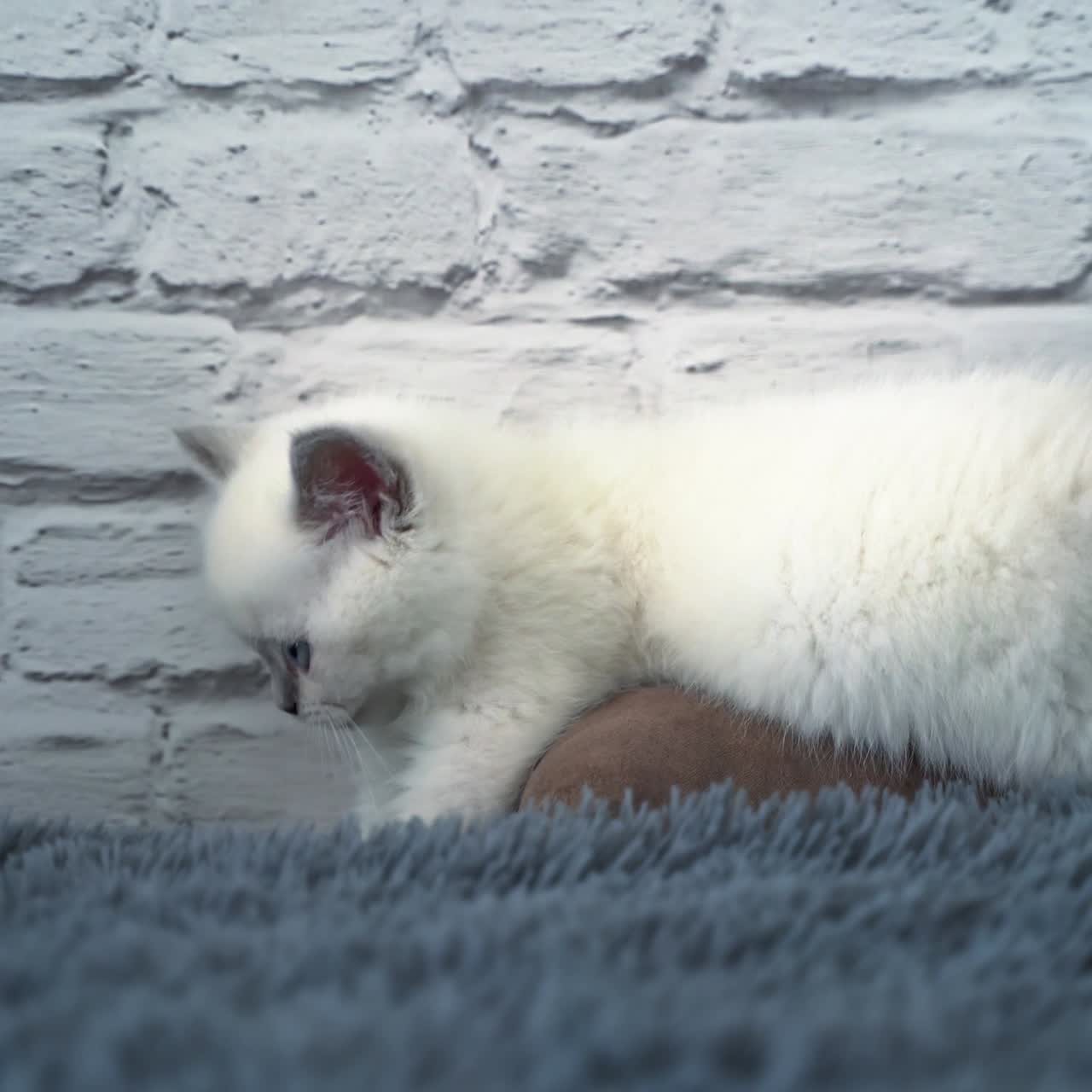 Blue-eyed tiny kitten playing on the sofa. White kitty with grey nose, ears and tail. White brick wall at the background