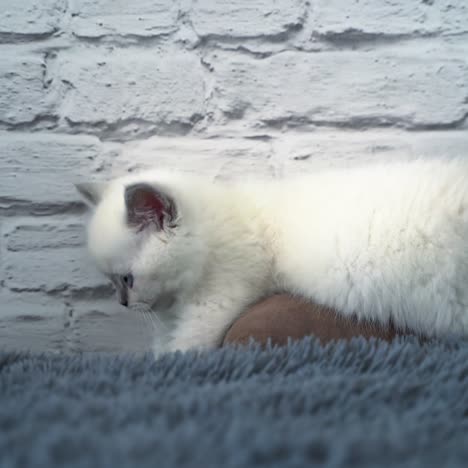 blue-eyed tiny kitten playing on the sofa. white kitty with grey nose, ears and tail. white brick wall at the background