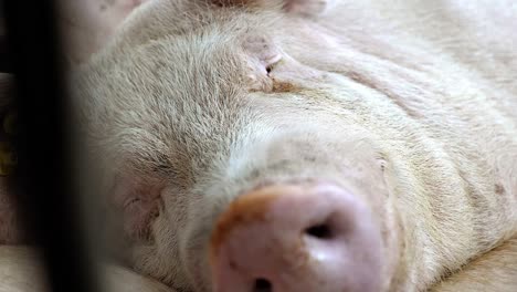 close-up of a sleeping pig