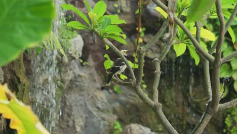 4K Cinematic slow motion wildlife footage of an exotic bird, a black-collared starling, standing on a branch in the middle of the jungle in Thailand