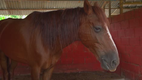 Braunes-Pferd-Mit-Weißem-Streifen-Im-Gesicht,-Das-Stroh-Kaut,-In-Seinem-Stall,-Rote-Wand