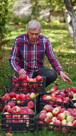 professional farmer harvesting apples. food organic ripe fruits. vertical video