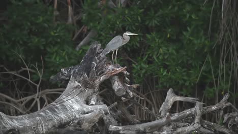 Escondido-Birds-00