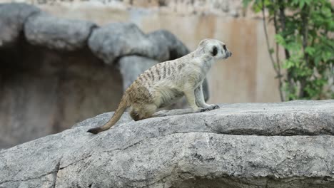 meerkat standing on stone while roaming in natural rocky habitat