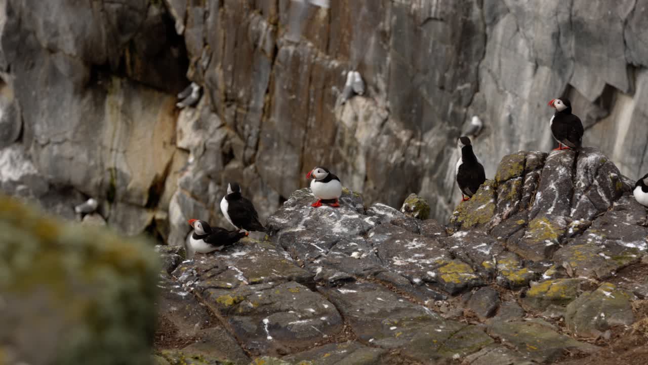 close-up shot of a group of puffins looking around whilst perched on a cliff on the Isle of May