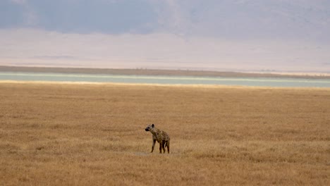 hiena buscando orar en praderas en el lago del cráter ngorongoro tanzania áfrica, tiro de gran angular