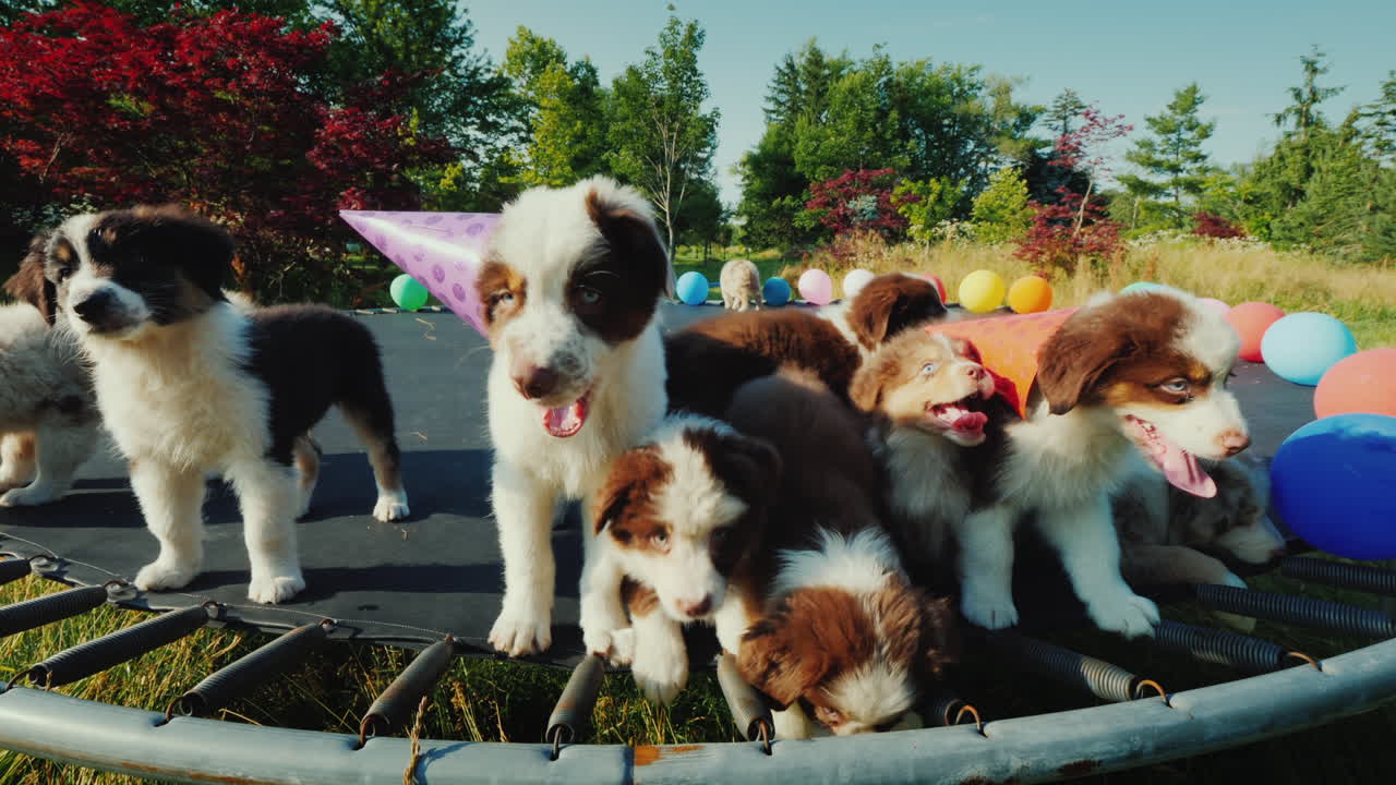 애완 동물 파티에서 친구와 생일 강아지 동물과 함께 재미있는 비디오