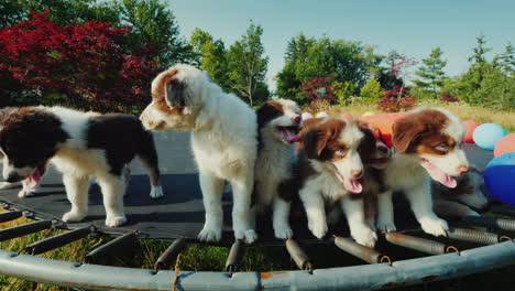 Birthday-Puppy-With-Friends-At-A-Pet-Party-Funny-Video-With-Animals