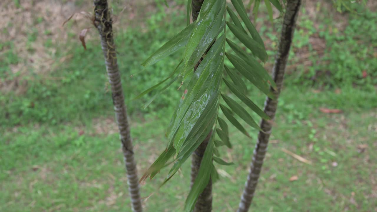 Foglie di palma tropicali durante una giornata piovosa che creano uno sfondo verde naturale