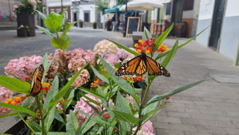 Nice-4k-shot-of-the-fantastic-monarch-butterfly