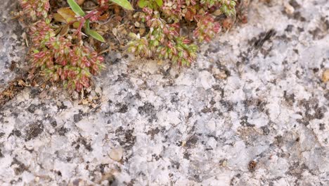 black ants transporting resources on granite surface, very close up view in 4k