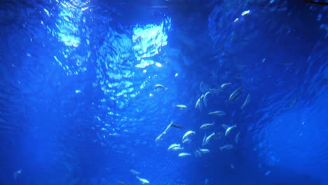 escena submarina con un grupo de peces