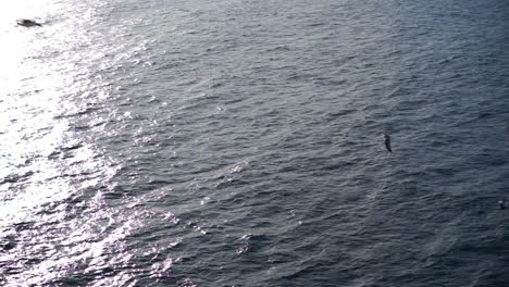 seagulls flying over the sea. realtime video