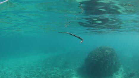 a banded sea snake swimming through the water looking for prey to eat