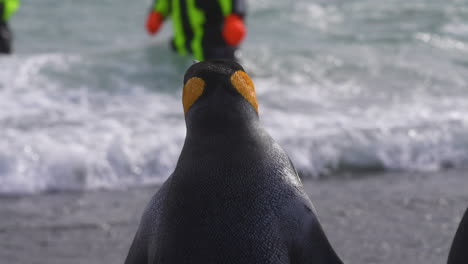 pingüino rey frente a la gente en la costa de la isla de georgia del sur