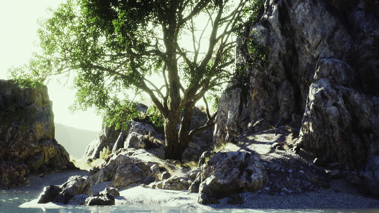 Majestic tree stands serenely amidst rocky landscape under bright sunlight