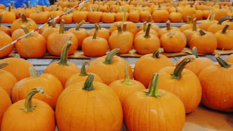 counters with lots of pumpkins for halloween