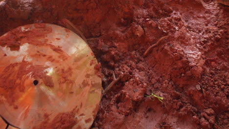 praying mantis green insect walking on mud after environmental disaster of the flood in mariana brazil - drum plate on frame