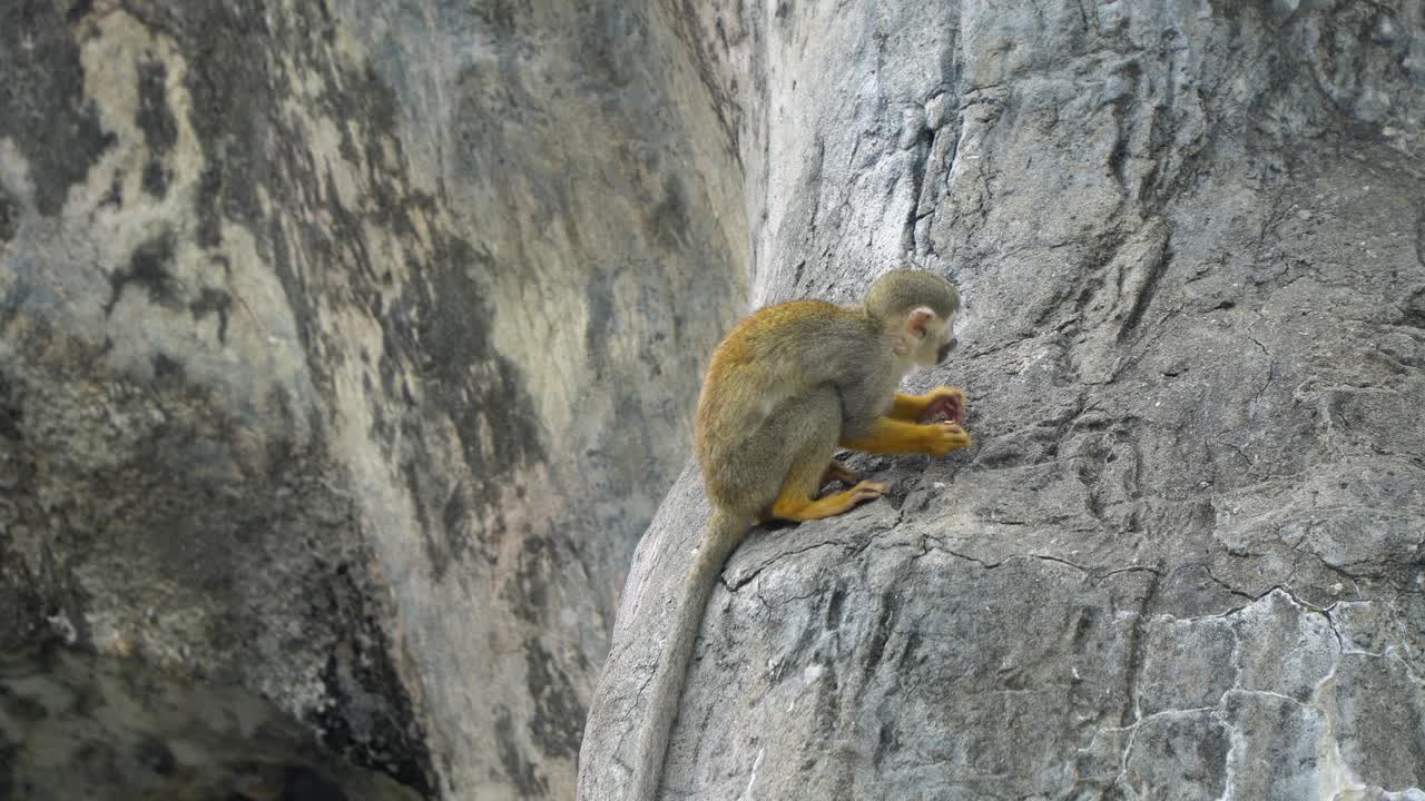 mono ardilla sentado en una roca y comiendo comida