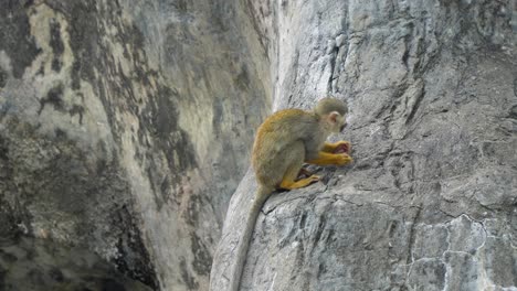 squirrel monkey sitting on a rock and eat food