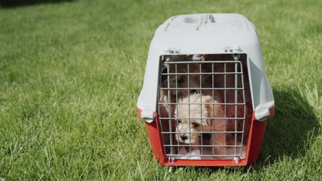 Cage-with-cute-maltipu-puppies-on-green-grass