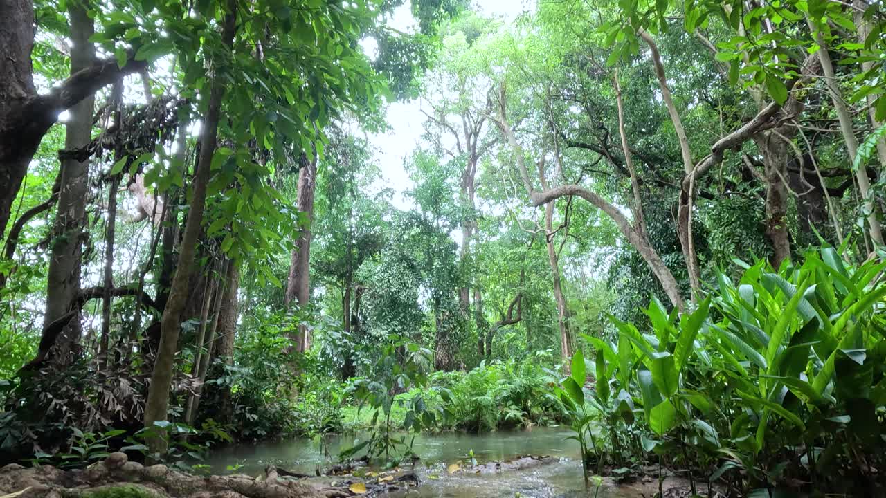 울창하고 활기찬 초록색을 가로질러 흐르는 물